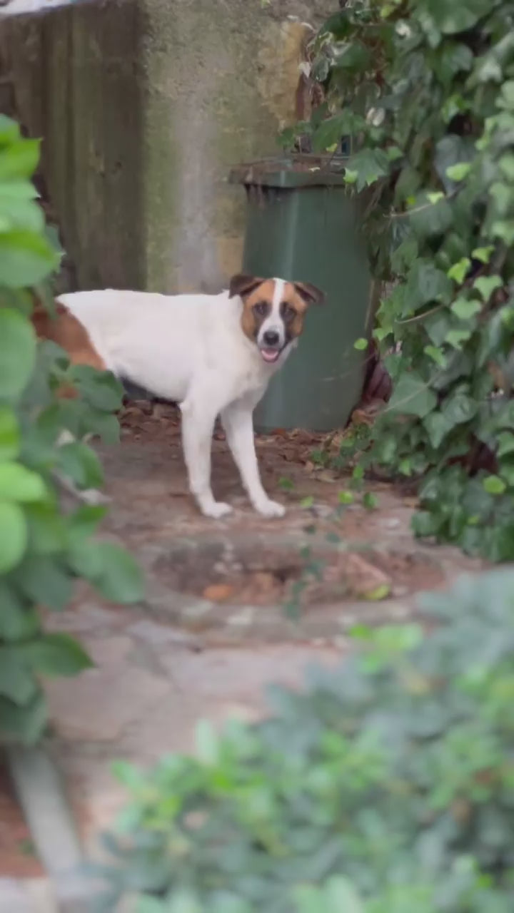 SEVİMLİ KÖPEK BOBİ